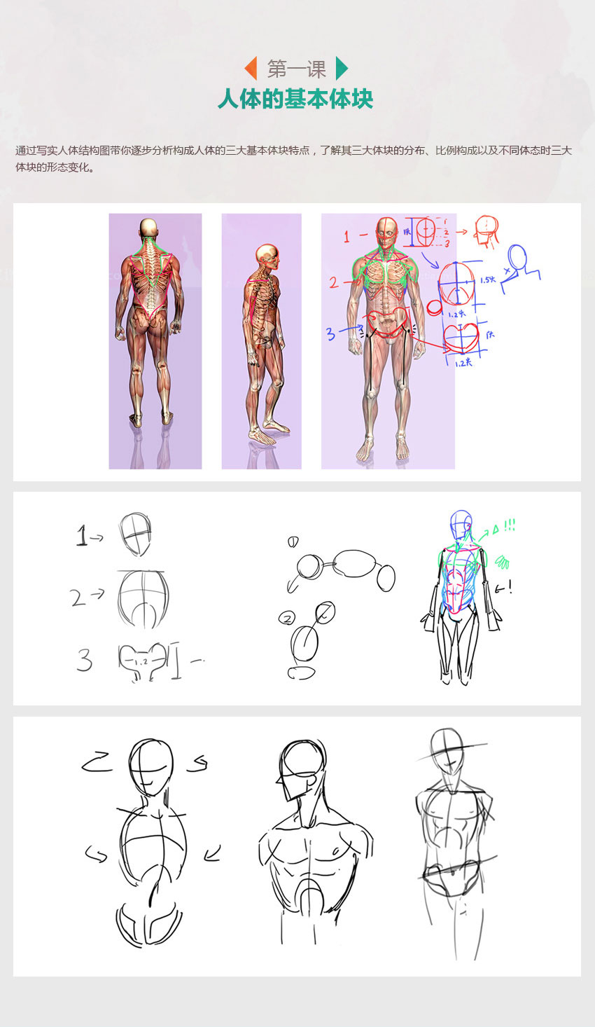 零基础，快速入门漫画人体绘画！_系统全面的平面设计培训、自学教程推荐,尽在平面设计学习日记网(www.xxriji.cn)